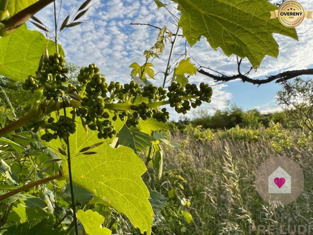 BA/RAČA - Investícia alebo pestovanie vína? Vinohrad na predaj 4