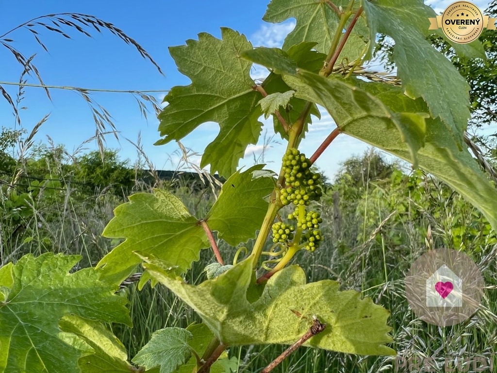 BA/RAČA - Investícia alebo pestovanie vína? Vinohrad na predaj 2